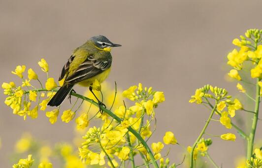 牛年女寶寶鳥(niǎo)語(yǔ)花香的名字大全